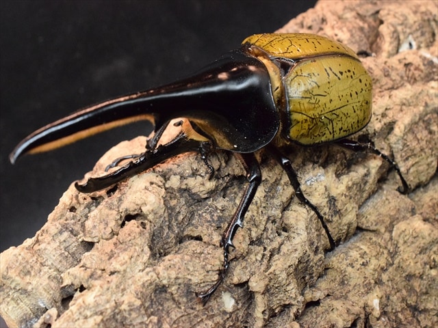 【美形】ヘラクレス・ヘラクレス146ｍｍペア