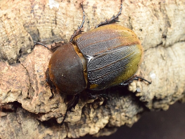 【美形】ヘラクレス・ヘラクレス146ｍｍペア