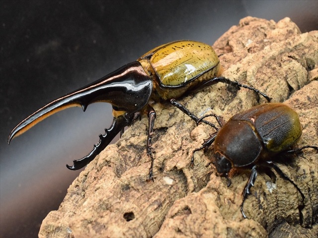 【美形】ヘラクレス・ヘラクレス146ｍｍペア