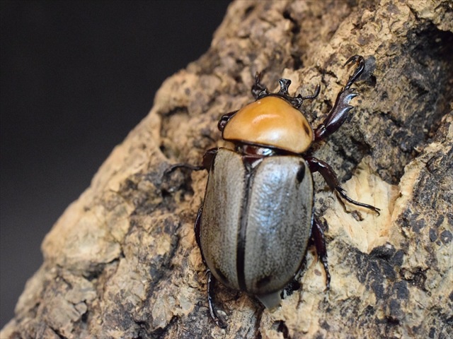 ヨツボシヒナカブト 即ブリ♂単 ヨツボシヒナカブト ♀単 ③