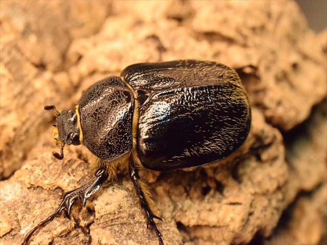 テルシテスヒメゾウカブト　ペア　標本 テルシテスヒメゾウカブトペア標本