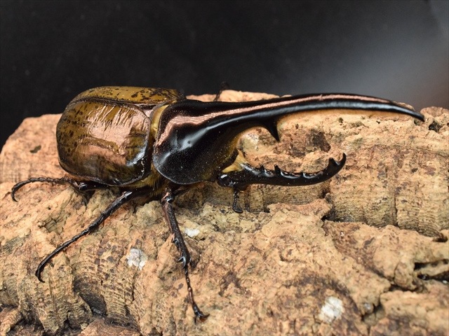 【美形】ヘラクレス・ヘラクレス141ｍｍペア