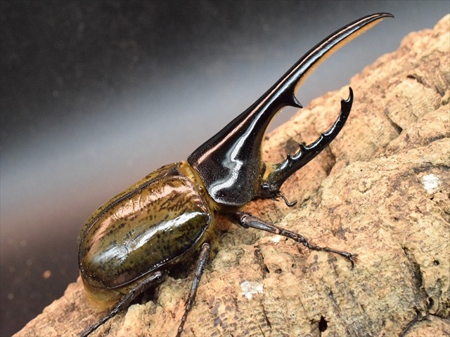 【美形】ヘラクレス・ヘラクレス141ｍｍペア