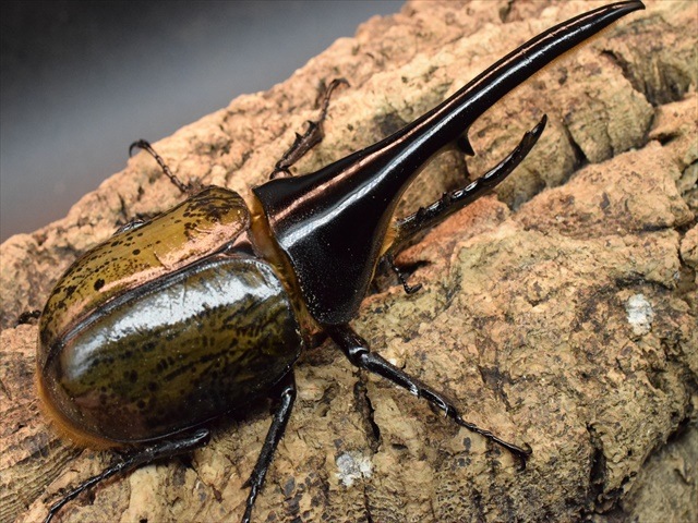 【美形】ヘラクレス・ヘラクレス141ｍｍペア