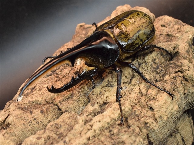 【美形】ヘラクレス・ヘラクレス141ｍｍペア