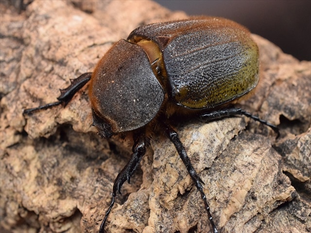 【美形】ヘラクレス・ヘラクレス141ｍｍペア