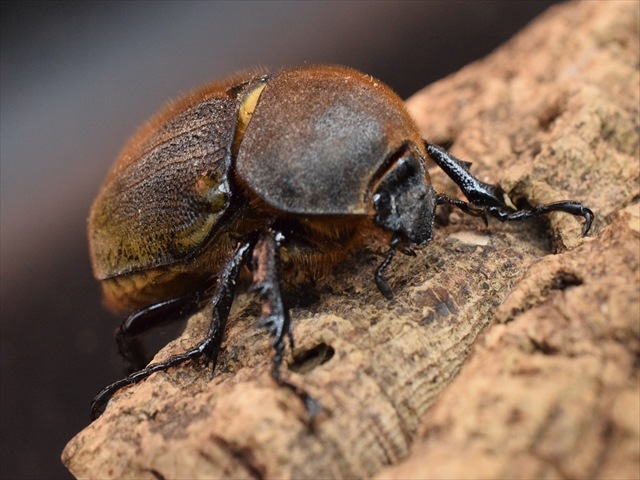 【美形】ヘラクレス・ヘラクレス141ｍｍペア