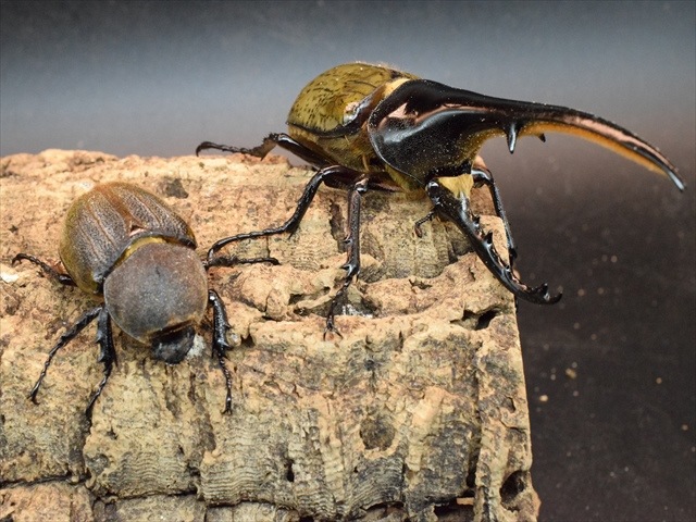 【美形】ヘラクレス・ヘラクレス141ｍｍペア