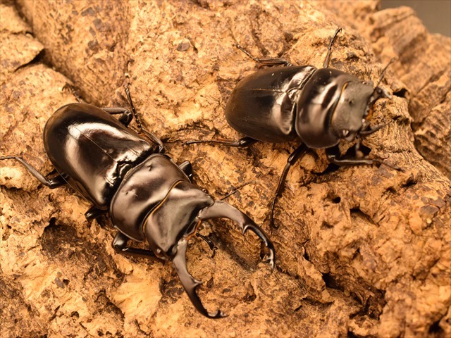 新成虫】ネパレンシスコクワガタ61mmペア | 外国産クワガタ 成虫 | 極