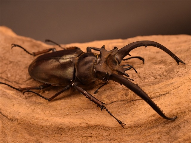 【標本用】プラネットミヤマクワガタ♂71ｍｍ