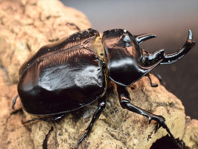 【大型ペア】アクティオンゾウカブト（アクタエオンゾウカブト）【新成虫】