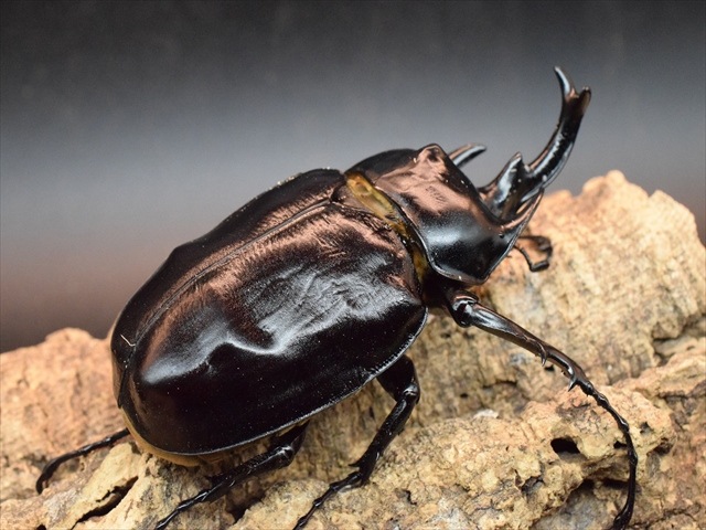 【大型ペア】アクティオンゾウカブト（アクタエオンゾウカブト）【新成虫】