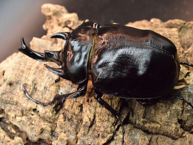 【大型ペア】アクティオンゾウカブト（アクタエオンゾウカブト）【新成虫】