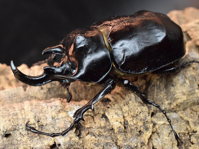 【大型ペア】アクティオンゾウカブト（アクタエオンゾウカブト）【新成虫】