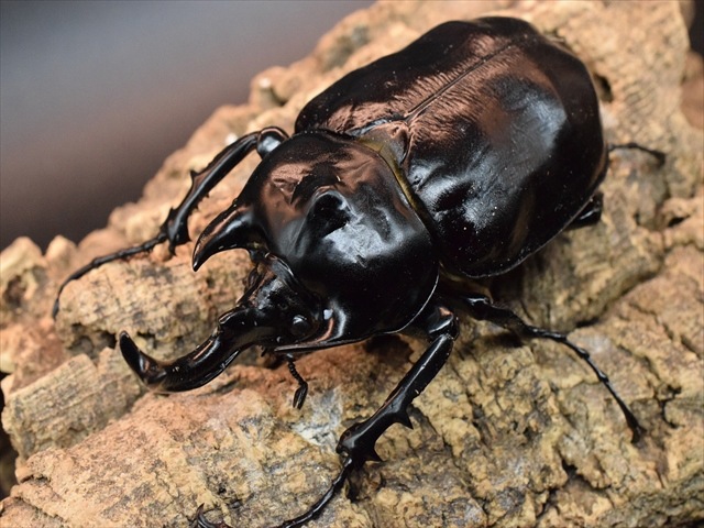 【大型ペア】アクティオンゾウカブト（アクタエオンゾウカブト）【新成虫】