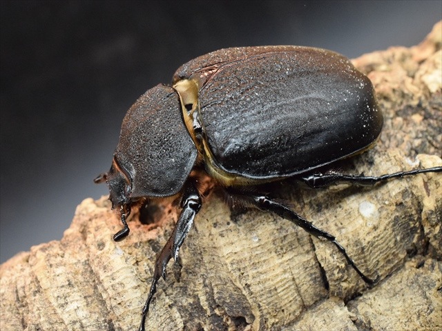 【大型ペア】アクティオンゾウカブト（アクタエオンゾウカブト）【新成虫】