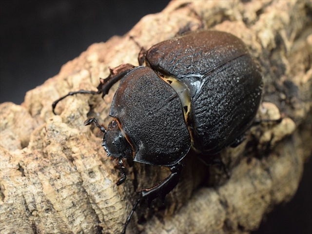 【大型ペア】アクティオンゾウカブト（アクタエオンゾウカブト）【新成虫】