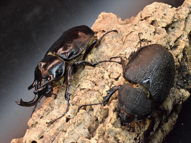 【大型ペア】アクティオンゾウカブト（アクタエオンゾウカブト）【新成虫】