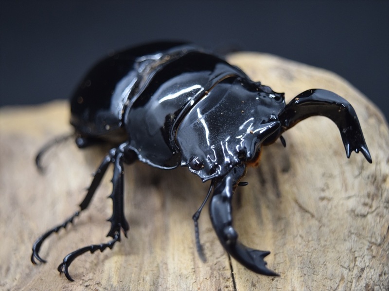 タランドゥス（タランドス）オオツヤクワガタ70mm成虫ペア | すべて