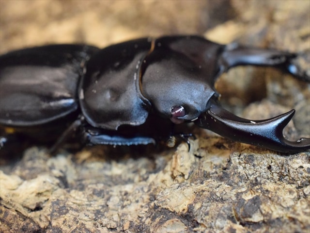 【レッドアイ血統】国産オオクワガタ（能勢産）68ｍｍペア【新成虫】