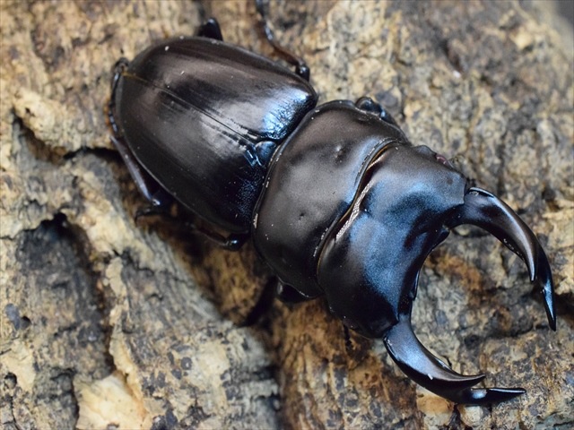 【レッドアイ血統】国産オオクワガタ（能勢産）68ｍｍペア【新成虫】