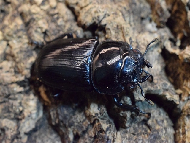 【レッドアイ血統】国産オオクワガタ（能勢産）68ｍｍペア【新成虫】