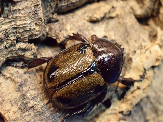 大型】ヨツボシヒナカブト43mmペア | 外国産カブトムシ 成虫 | 極