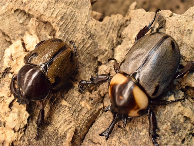 大型】ヨツボシヒナカブト43mmペア | 外国産カブトムシ 成虫 | 極