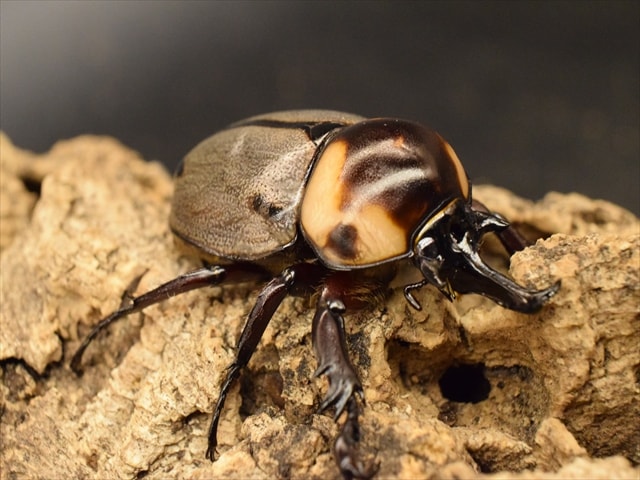 大型】ヨツボシヒナカブト43mmペア | 外国産カブトムシ 成虫 | 極