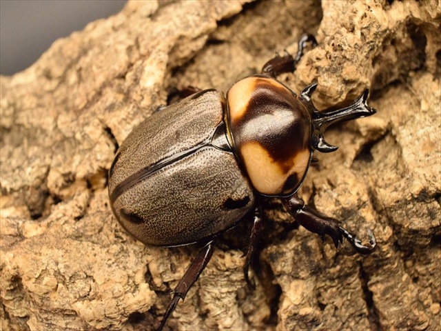 大型】ヨツボシヒナカブト43mmペア | 外国産カブトムシ 成虫 | 極