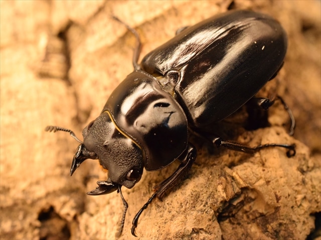 新成虫】ネパレンシスコクワガタ50mmペア | 外国産クワガタ 成虫 | 極
