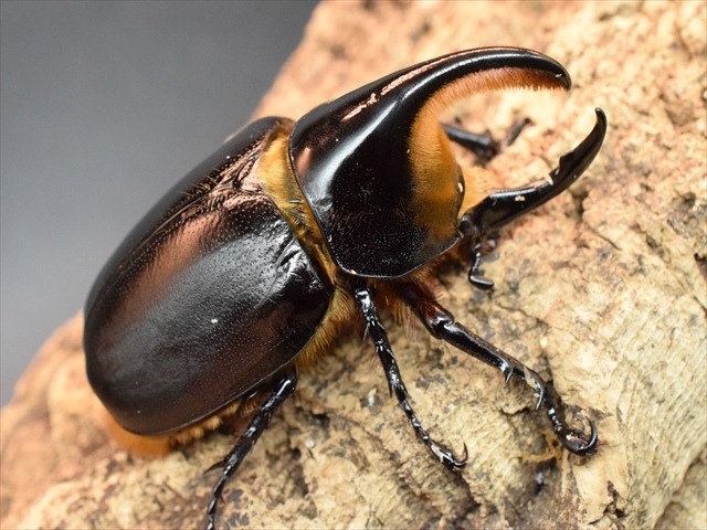 【♂単品】サタンオオカブト78ｍｍ