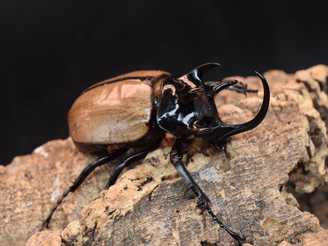 【新成虫】ゴホンヅノカブト76mmペア