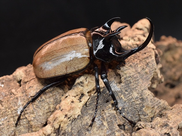 【新成虫】ゴホンヅノカブト76mmペア