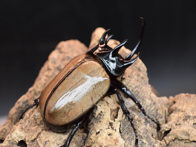 【新成虫】ゴホンヅノカブト76mmペア