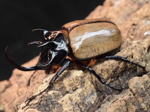 【新成虫】ゴホンヅノカブト76mmペア