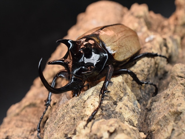 【新成虫】ゴホンヅノカブト76mmペア