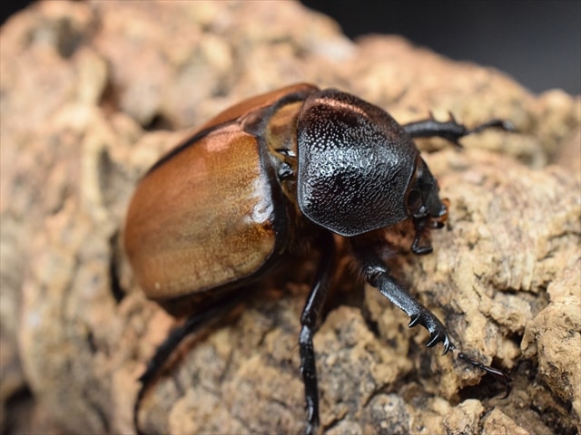 【新成虫】ゴホンヅノカブト76mmペア