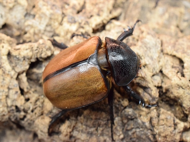 【新成虫】ゴホンヅノカブト76mmペア