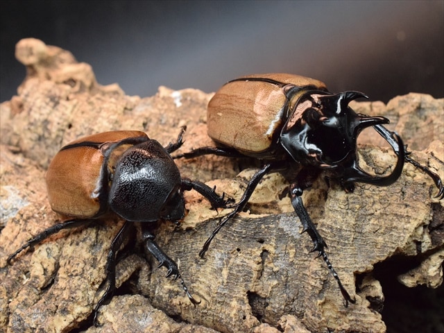 【新成虫】ゴホンヅノカブト76mmペア