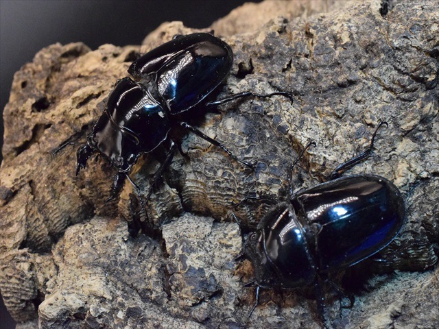 タランドゥス（タランドス）オオツヤクワガタ49mm成虫ペア | 外国産