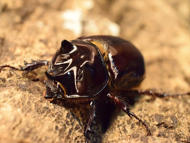 スリナムミツノカブト成虫35ｍｍ爆産セット