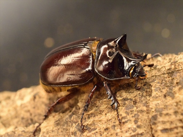 スリナムミツノカブト成虫35ｍｍ爆産セット