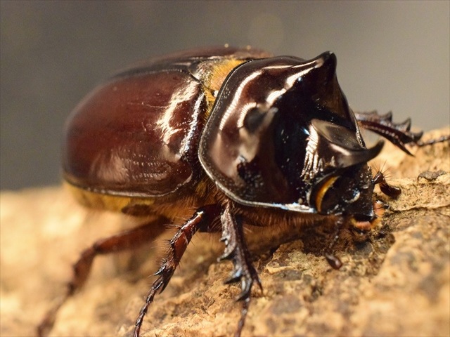 スリナムミツノカブト成虫35ｍｍ爆産セット