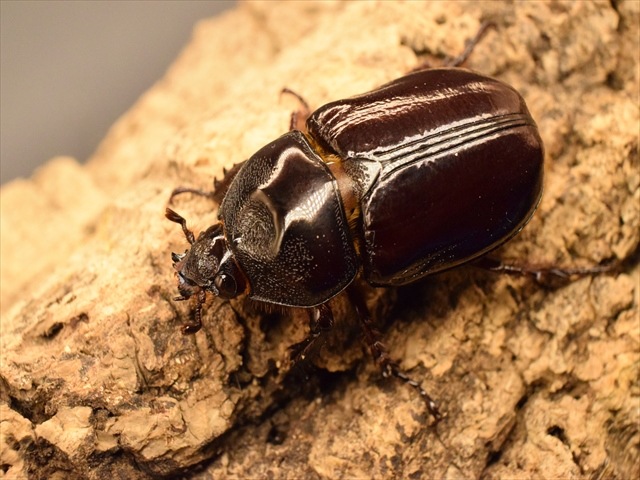 スリナムミツノカブト成虫35ｍｍ爆産セット