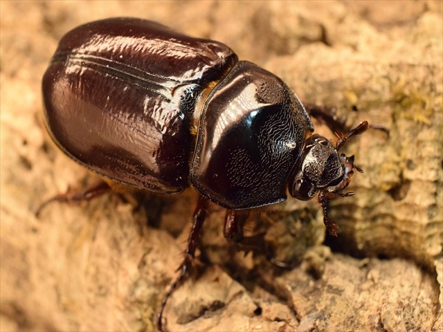 スリナムミツノカブト成虫35ｍｍ爆産セット