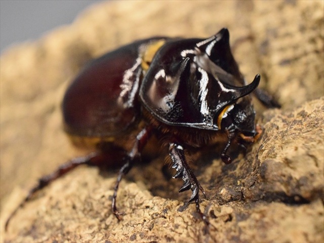 スリナムミツノカブト成虫35ｍｍ爆産セット