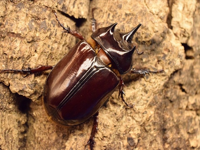 スリナムミツノカブト成虫35ｍｍ爆産セット