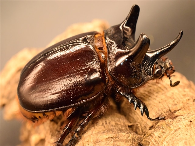 超大型】ケンタウルスミツノカブト73mmペア | 外国産カブトムシ 成虫 | 極