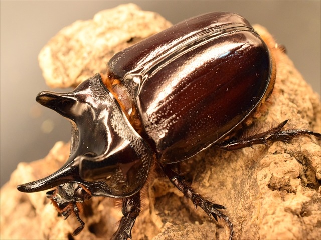 超大型】ケンタウルスミツノカブト73mmペア | 外国産カブトムシ 成虫 | 極